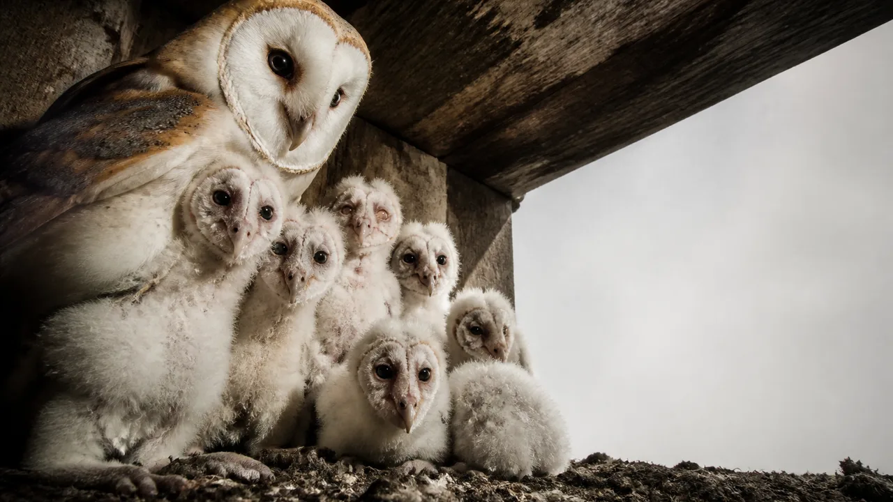 Ten Barn Owl Chicks Hatch in Fermanagh