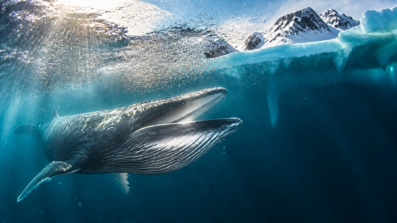 Whales Are Moving Into Ice-Free Greenland Waters