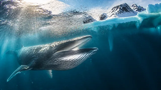 Whales Are Moving Into Ice-Free Greenland Waters