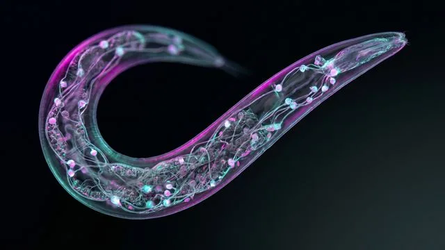 A white mouse's face on the left beside a glowing blue neural network brain visualization on the right, with text reading…